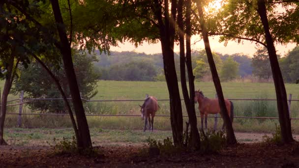 Horses in ranch paddock — Stock Video