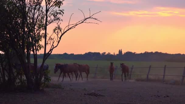 Paarden in ranch paddock — Stockvideo