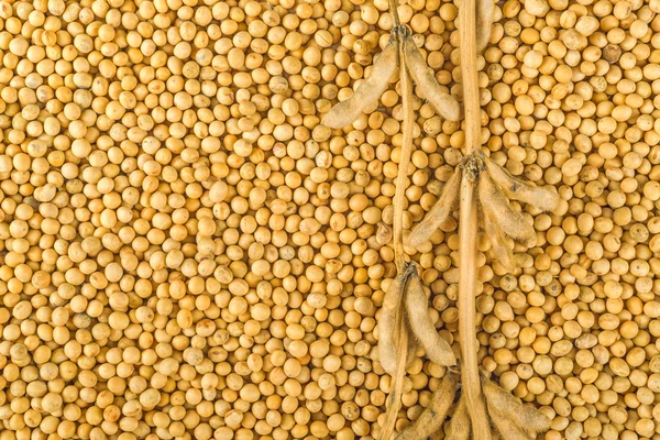 Soybean plant, pods and beans — Stock Photo, Image