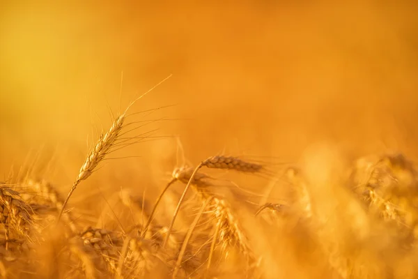 Wheat Crops in Agricultural Field — Stock Photo, Image