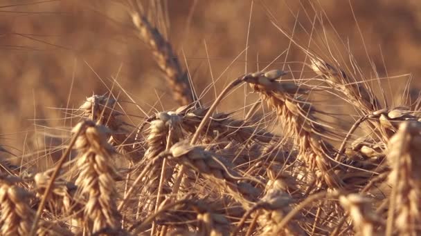 Campo di grano — Video Stock