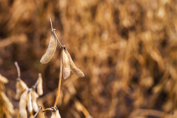 Harvest ready soy bean field — Stock Photo, Image