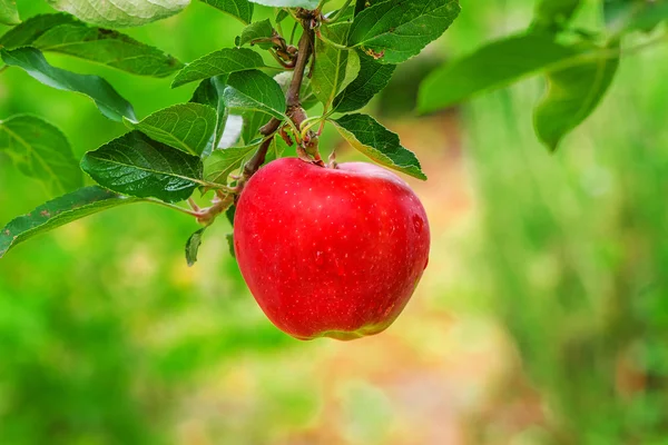 Органическое красное яблоко на ветке — стоковое фото