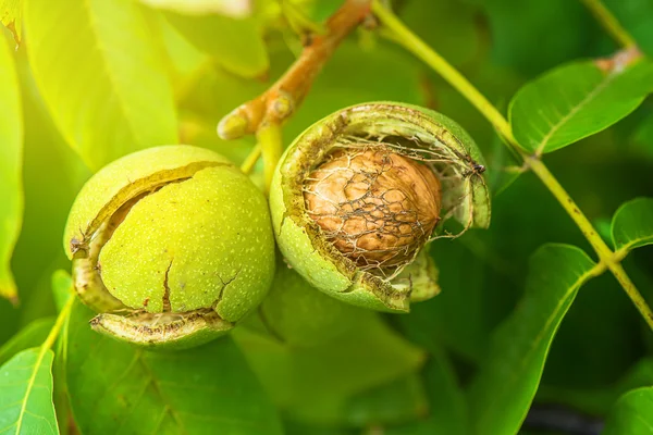 Ripe open green walnut fruit on branch — Stock Photo, Image