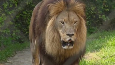 Hayvanat Bahçesi çitin arkasında Afrika aslanı