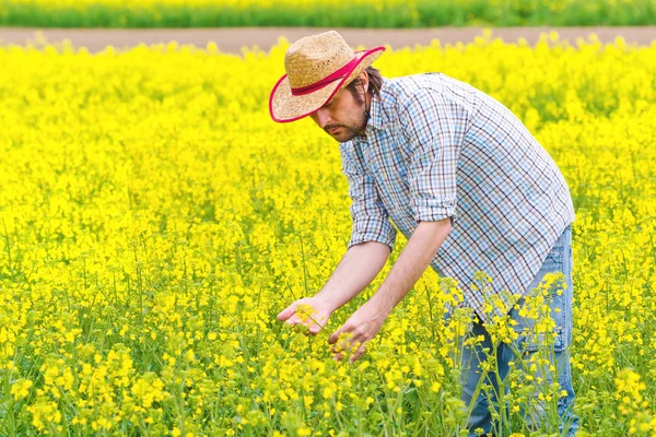 Farmer Standing in Oilseed Rapeseed Cultivated Agricultural Field — Stock Photo, Image