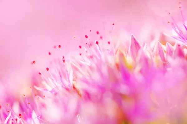 Macro shot di fiore rosa — Foto Stock