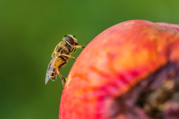 Honey bee on rotten apple — Stock Photo, Image