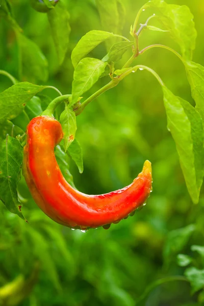 Pimienta roja ecológica cultivada en el jardín — Foto de Stock