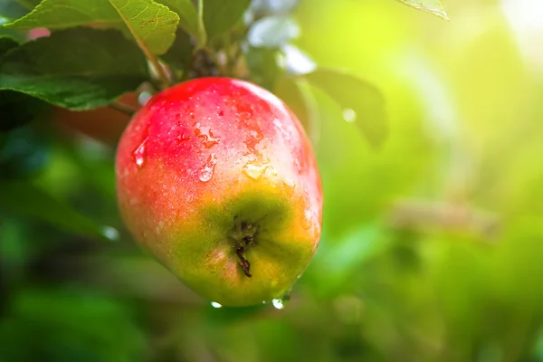 Mărul roșu organic pe ramură — Fotografie, imagine de stoc