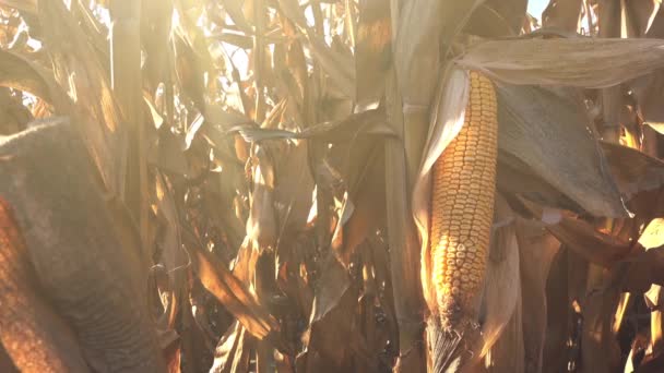 Oreja del maíz en el campo — Vídeo de stock