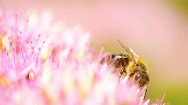 Abeja de miel en flor rosa — Vídeo de stock