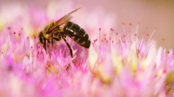 Abeja de miel en flor rosa — Vídeo de stock