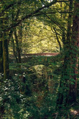 Bohinj vadisinde Mostnica vadisi üzerindeki tarihi taş köprü. Seçici odak.