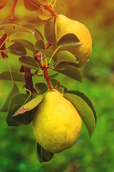 Organic pear on branch — Stock Photo, Image