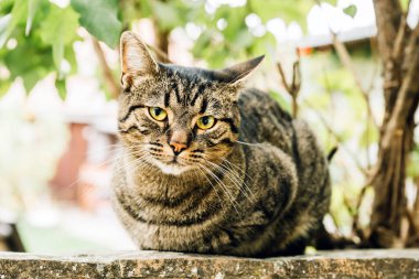 Gevşek tekir kedi, çizgili kürklü ve dışarıda beton duvarda M şeklinde alnında izler var. Seçici odak.