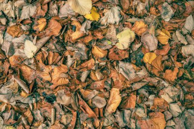 Sonbahar arkaplanı, yere düşen kuru yapraklarla sıcak kahverengi ve sarı tonlarda, üst manzara,