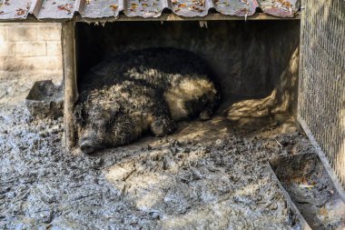 Çamurlu çiftlik evinde dinlenen tüylü mangalitza domuzu, doğal çevrede huzurlu bir çiftlik hayvanı sahnesi. Seçici odak.