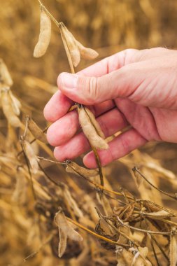 Çiftçi hasat hazır soya fasulyesi alanında el