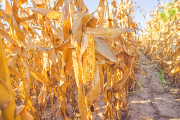 Maíz en tallo en campo de maíz — Foto de Stock