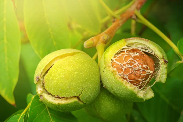 Ripe open green walnut fruit on branch — Stock Photo, Image