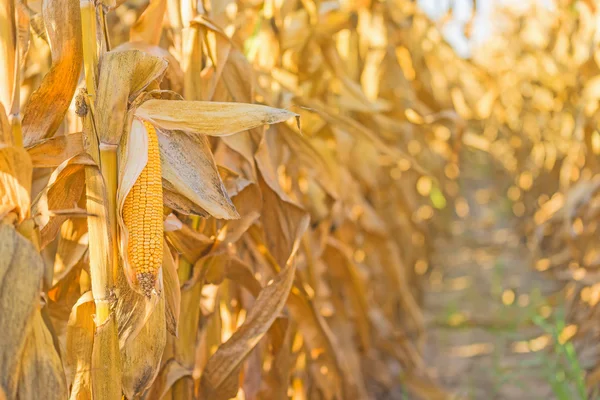 Mazorca de maíz en el tallo en el campo de maíz — Foto de Stock