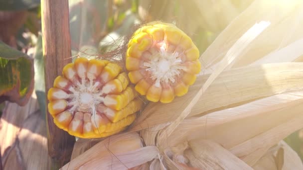 Harvested ear of corn — Stock Video