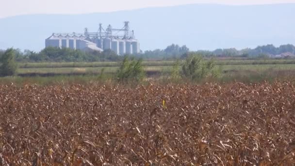 Grain silos — Stock Video