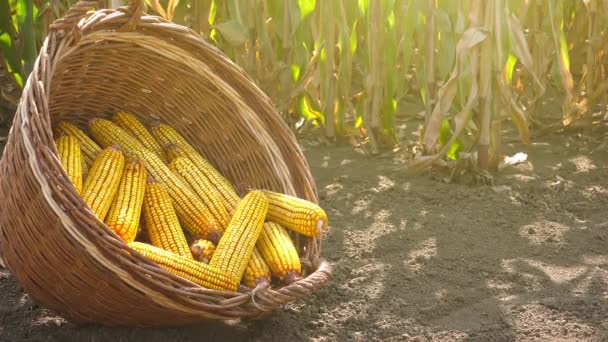 Betakarított kukorica a fonott kosár — Stock videók