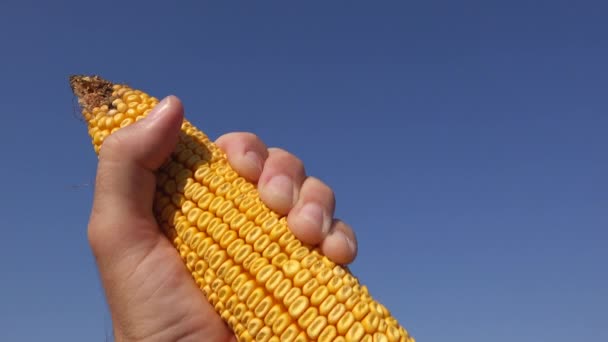 Фермерский холдинг собрал зрелый кукурузный початок — стоковое видео