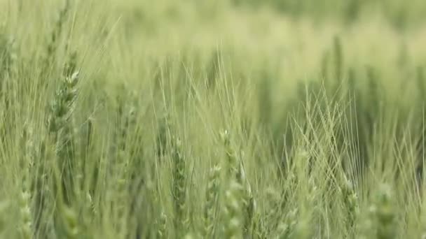 Campo di grano — Video Stock