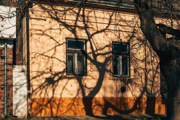 İki pencereli eski bir evin ön cephesinde dramatik kış ağacı gölgeleri belirdi. Sıcak güneş ışığı sanatsal kontrastı ve dokuyu oluşturdu. Seçici odak.