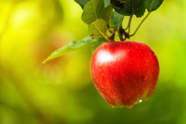 kırmızı elma dalda