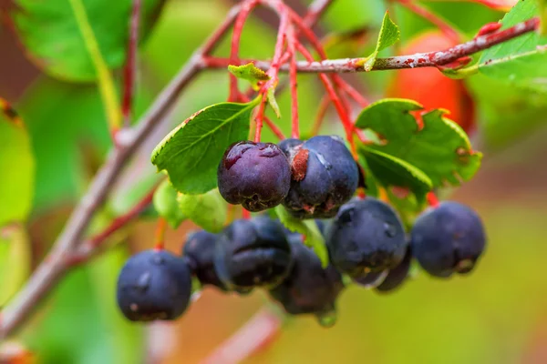 아 또는 블랙 chokeberry — 스톡 사진