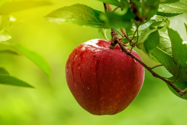 Красное яблоко на ветке после дождя — стоковое фото