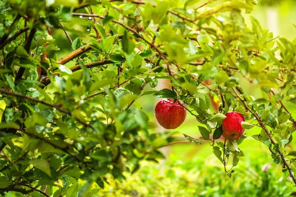 Красные яблоки на ветке в саду — стоковое фото