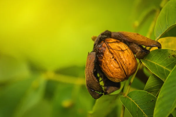 Ripe open green walnut fruit on branch — Stock Photo, Image