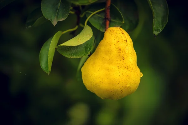 Päron på gren — Stockfoto