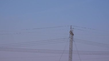 Kuşlar sürüsü güç hatları