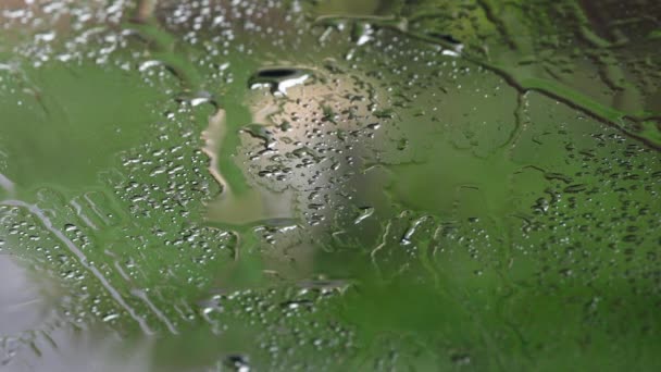 Recuperador de labrador abandonado al aire libre bajo la lluvia — Vídeo de stock