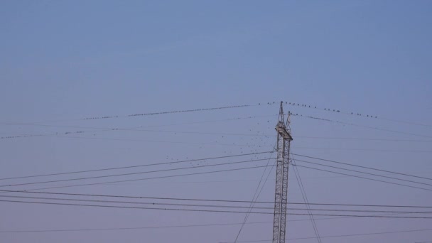 Flock of birds on power lines — Stock Video