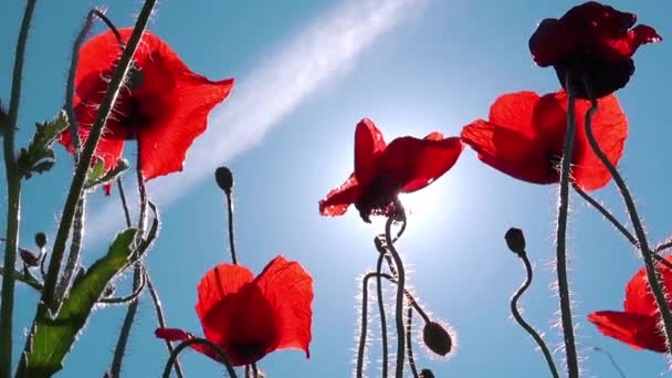 Red poppy flowers — Stock Video