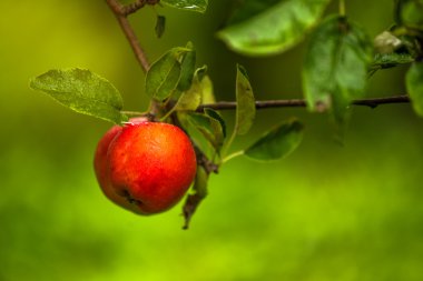 kırmızı elma dalda