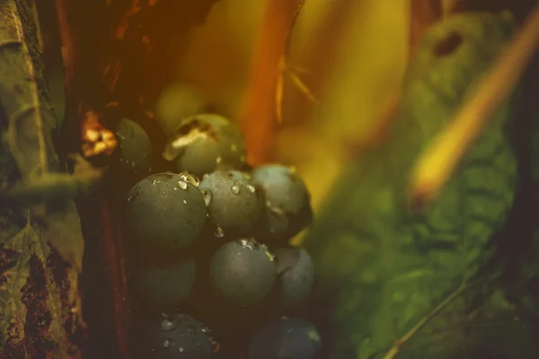 Wine grapes in vineyard after rain — Stock Photo, Image