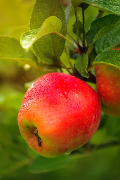 Våta rött äpple på gren — Stockfoto