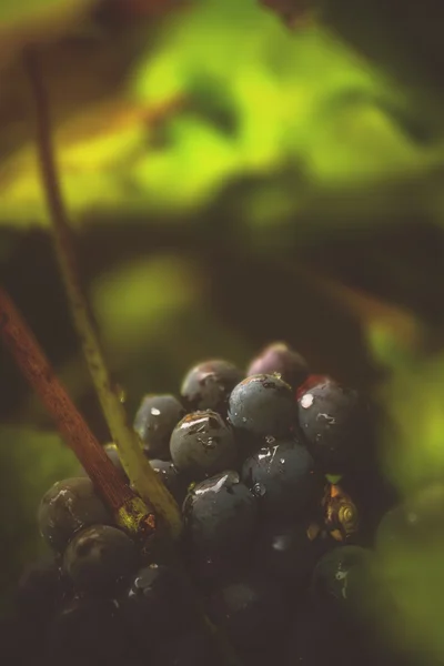 Uve da vino in vigna dopo la pioggia — Foto Stock