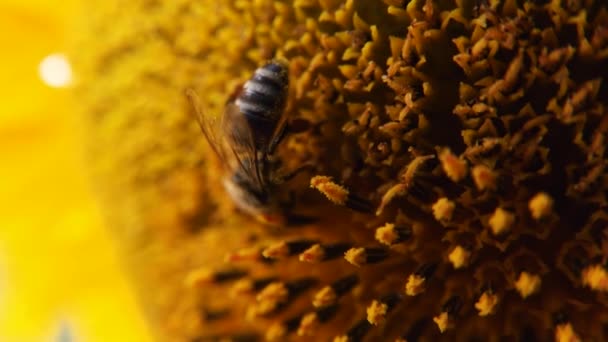 Honingbij op zonnebloem — Stockvideo