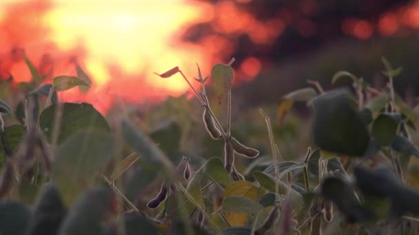 Sójové boby pole v západu slunce — Stock video