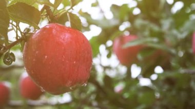 El malzeme çekme apple meyve ağacı dalı
