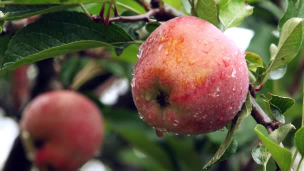 Red organic apples after summer rain — Stock Video